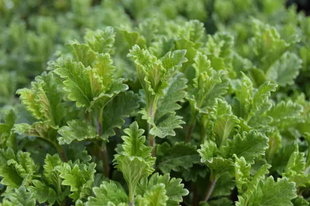 Teucrium chamaedrys ---
